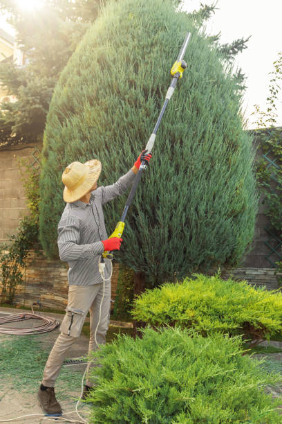 Dead Tree Removal in Orchards, WA